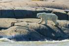 Polar bear exploring the shoreline of Hudson Bay for a possible meal, Northern Manitoba, Canada. Art Print